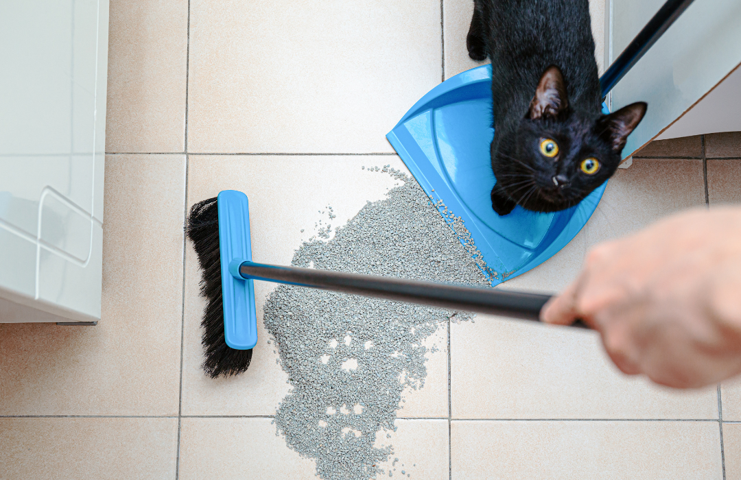 The Importance of Enzyme Cleaners: Removing Cat Urine Odors – Speed ... Cleaners of cat fecal matter near me
