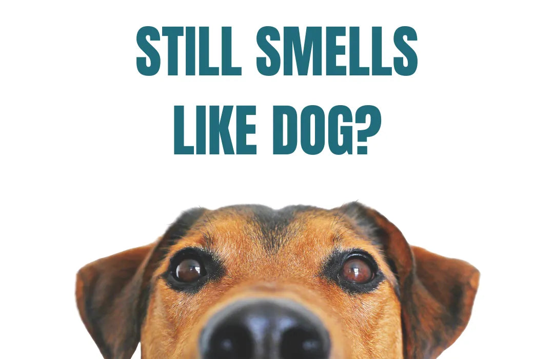 Funny image of dog’s face with the question ‘Still smells like dog?’ — used in pet odor remover blog