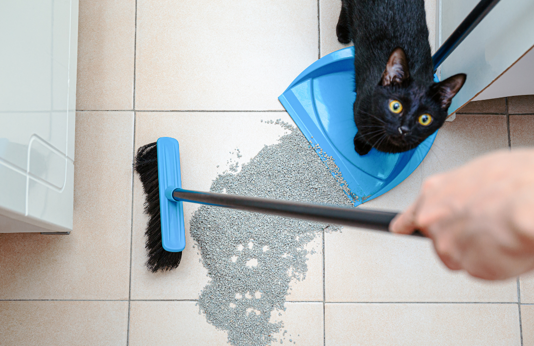 The Importance of Enzyme Cleaners: Removing Cat Urine Odors