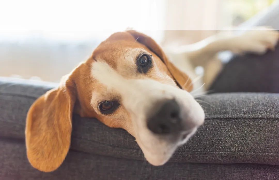 Dog relaxing on a couch after a nap, a common source of pet odors in homes.