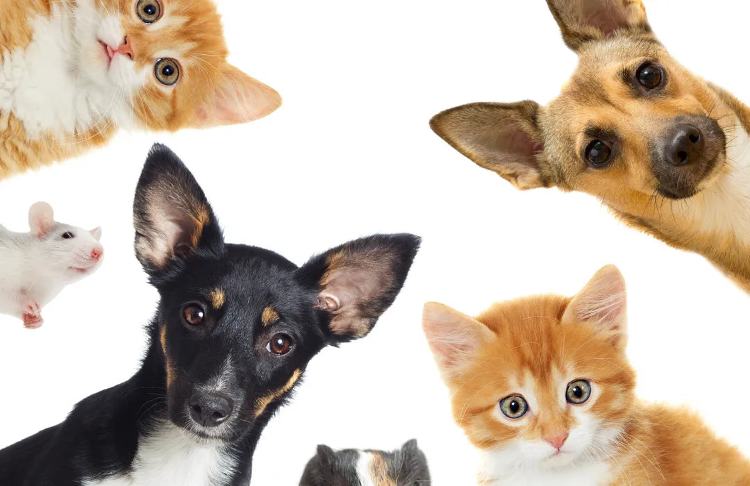 Dogs and cats looking down, representing pet-friendly cleaning homes