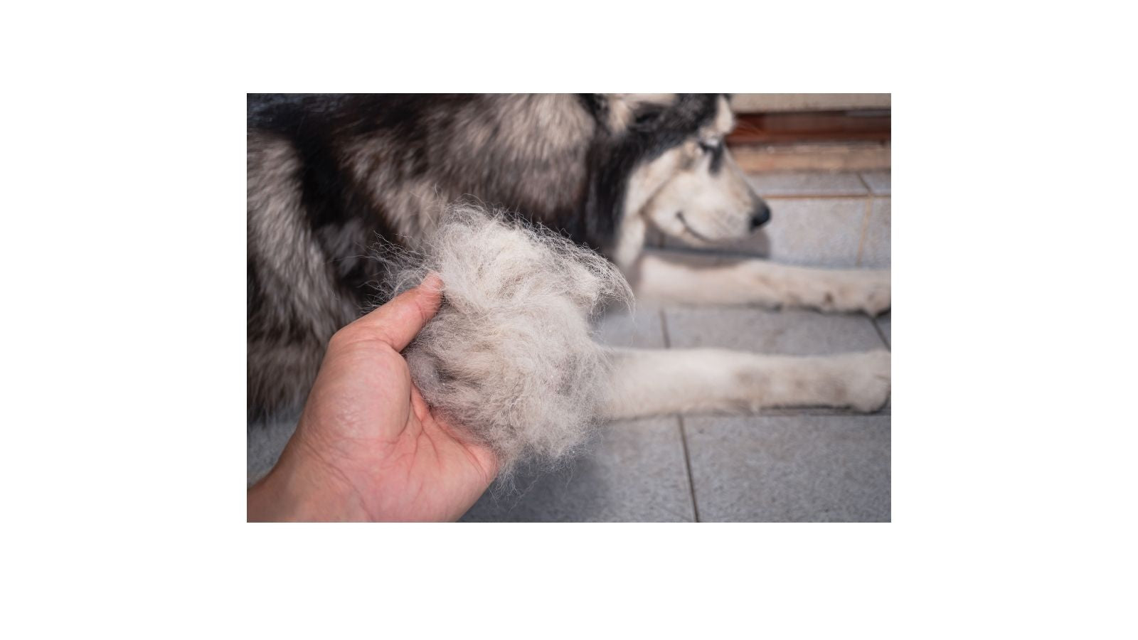 How to Remove Pet Fur From Your Home