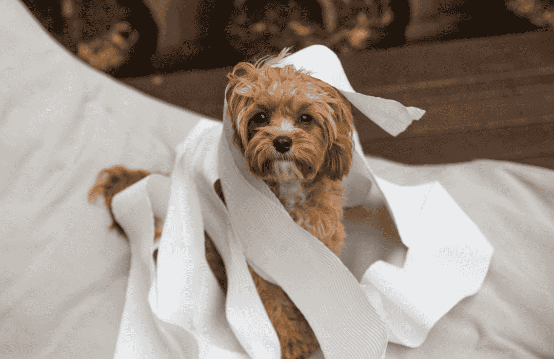 Troublemaker pup caught in a toilet paper mess!