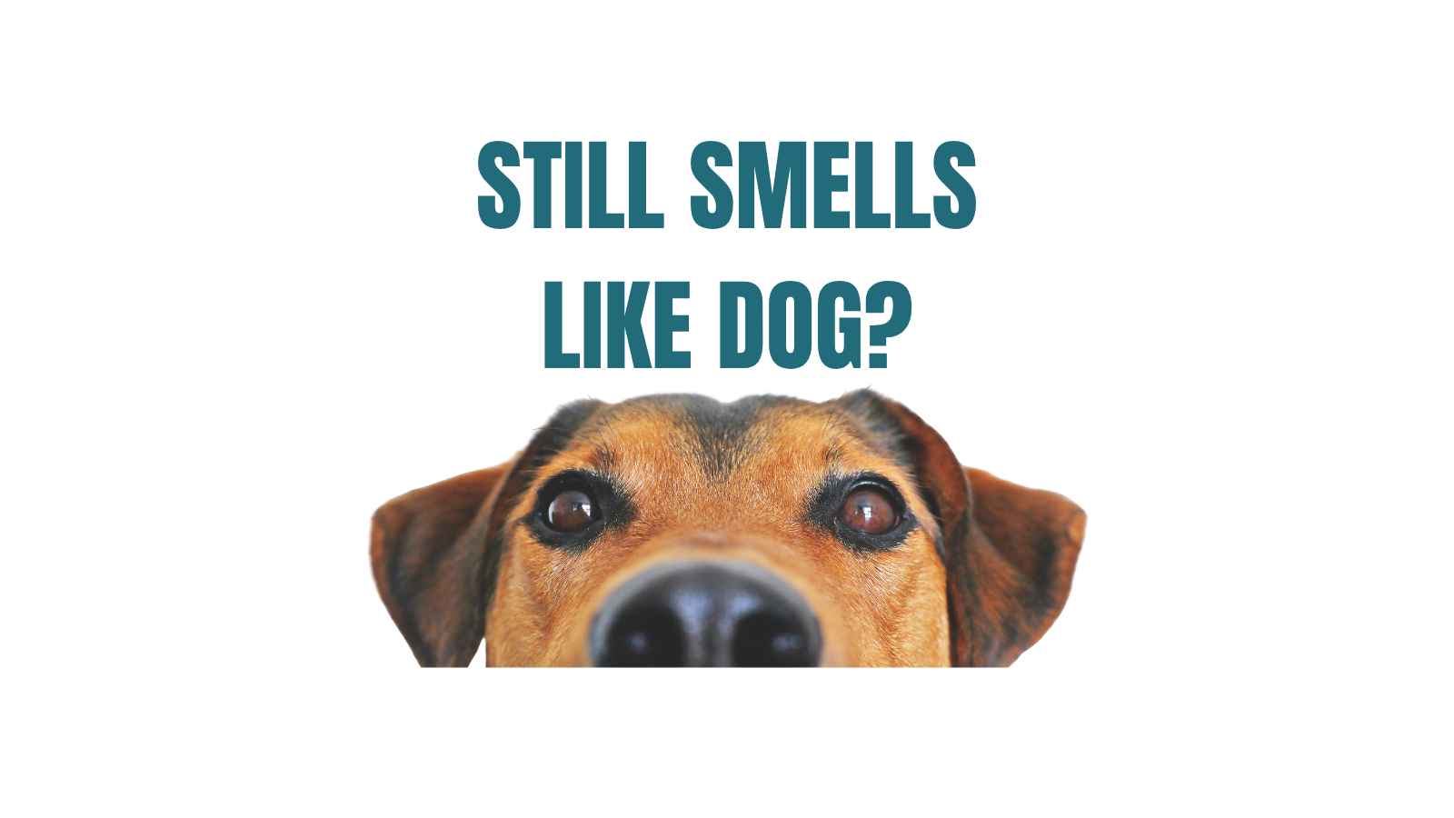 5 Tips For How To Get Rid of Pet Odor and Stains In Your Home