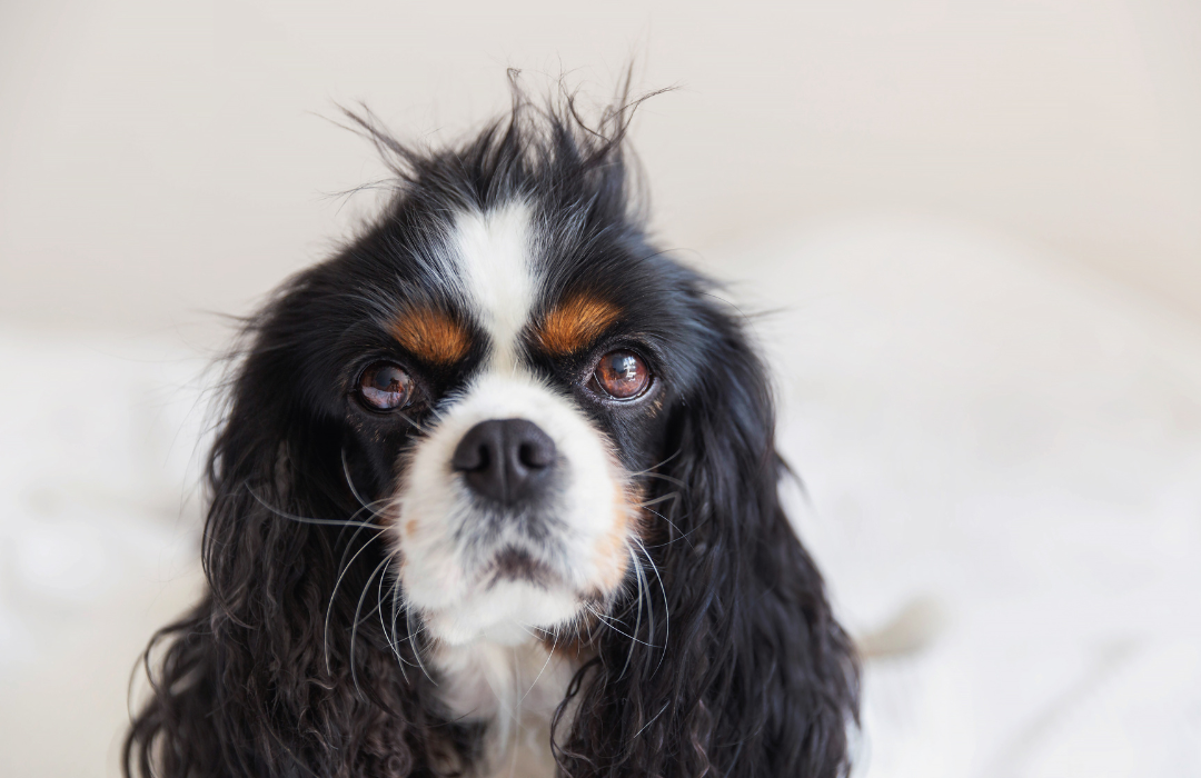 Dog with fluffy, spiky fur, illustrating the challenge of pet hair removal.