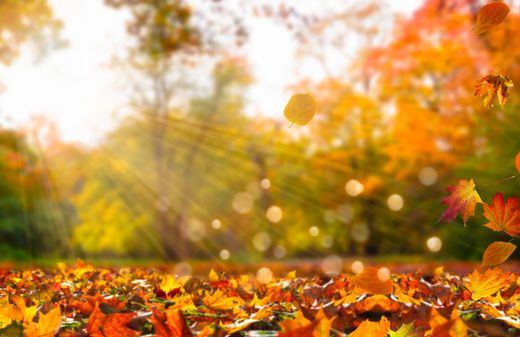 Falling leaves symbolizing the change of season, representing autumn preparation for a September cleaning checklist.